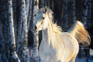 Russian winter and Arabian horse