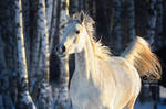 Russian winter and Arabian horse by Vikarus