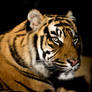 Tigris.