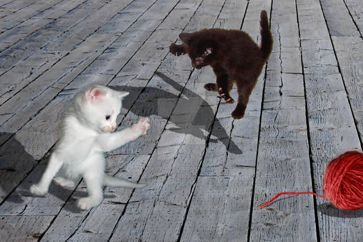 Kitten Battle