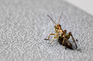 Grasshopper 1