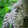 Snow Leopard Cub 08