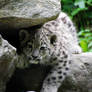 Snow Leopard Cub 12