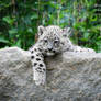 Snow Leopard Cub 20