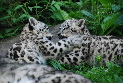 Snow Leopard Cubs 02