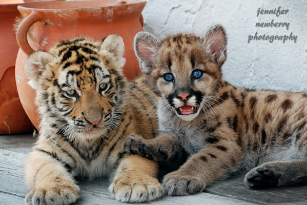 Tiger Cub and Geronimo 1