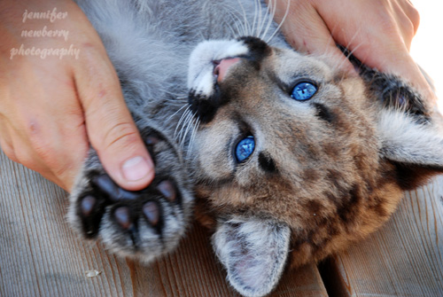 Geronimo the Cougar Cub 2