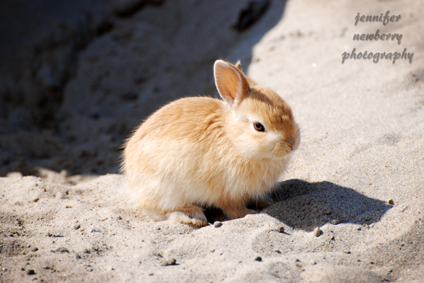 Little Beige Bunny