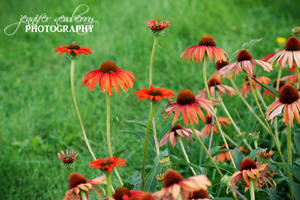 Red Flowers