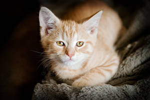 Suave Kitten