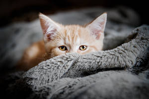 Kitten Spy