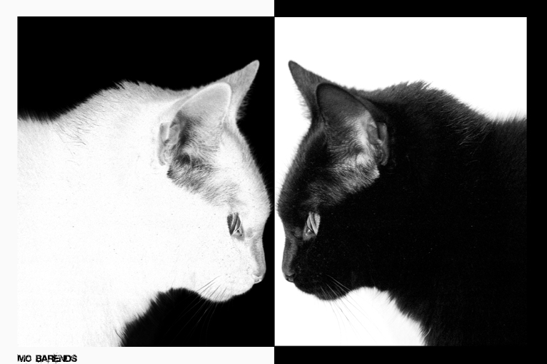 black cat, white cat