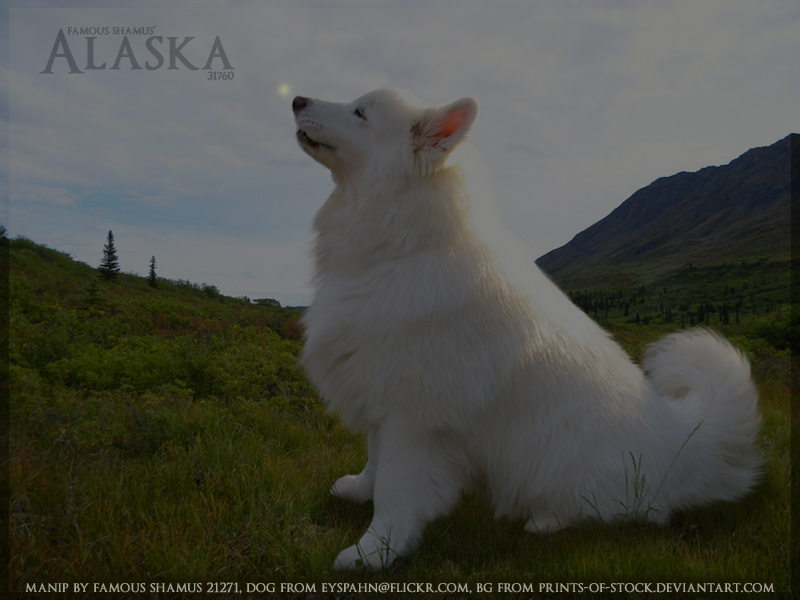 Alaska samoyed