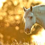 FS Percheron pic