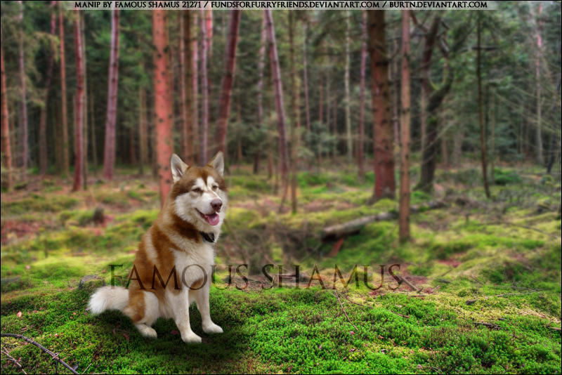 Malamute10