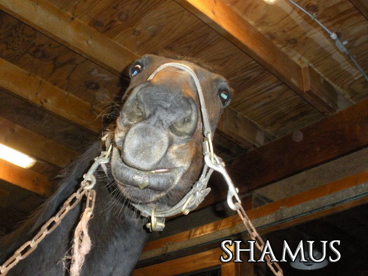 Shamus2