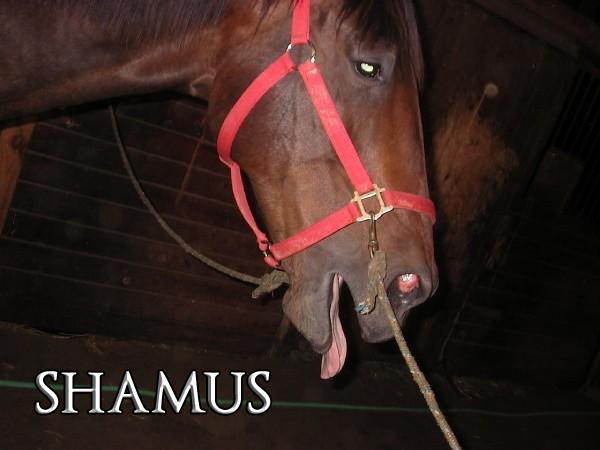 Shamus7