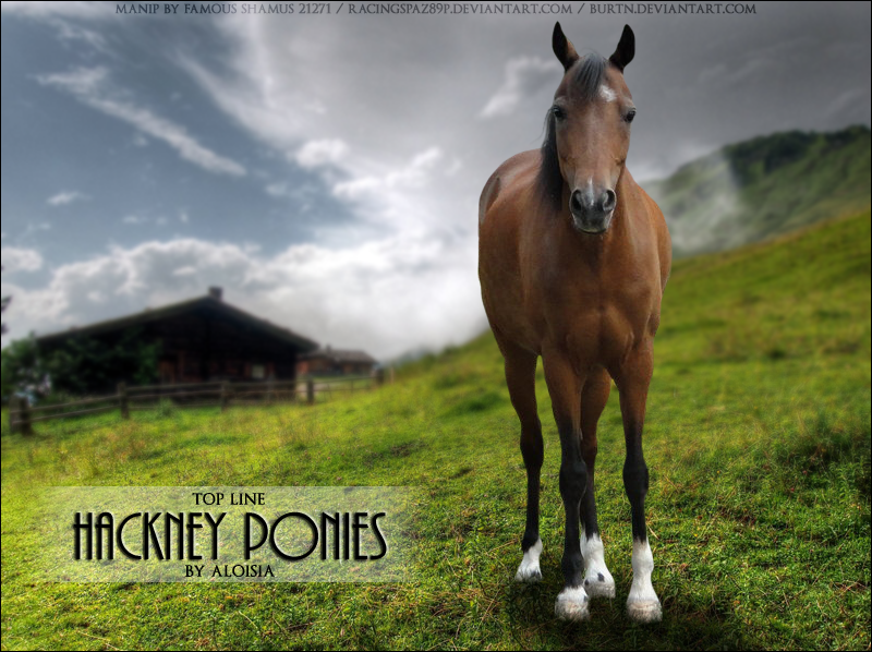 Hackney-Pony