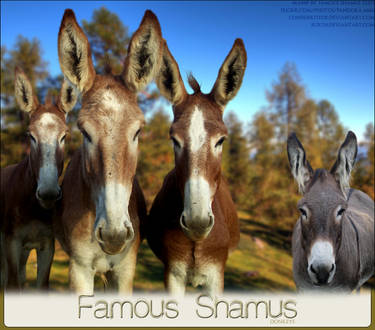 FS-Donkeys