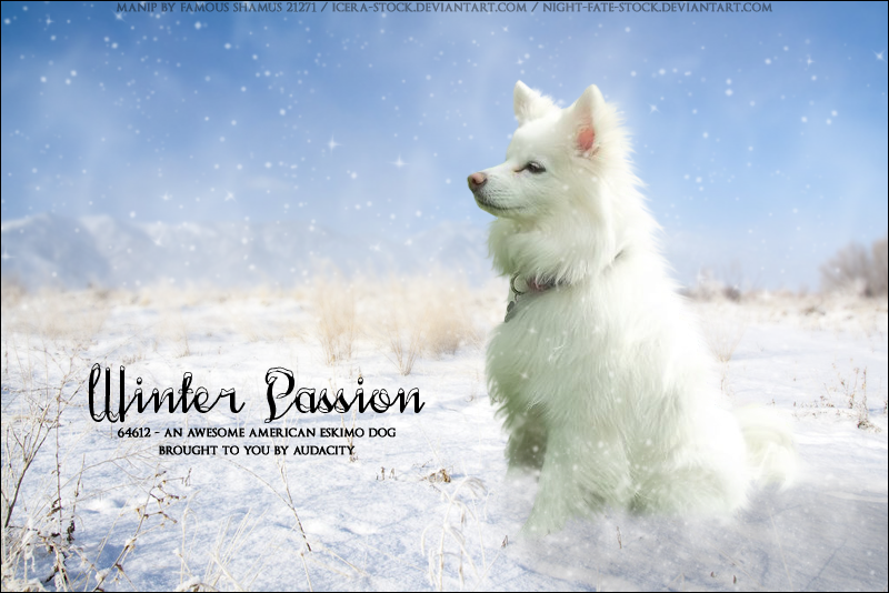 Winter-Passion