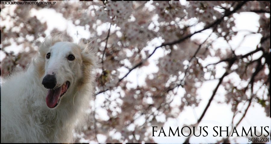 FS-Borzoi