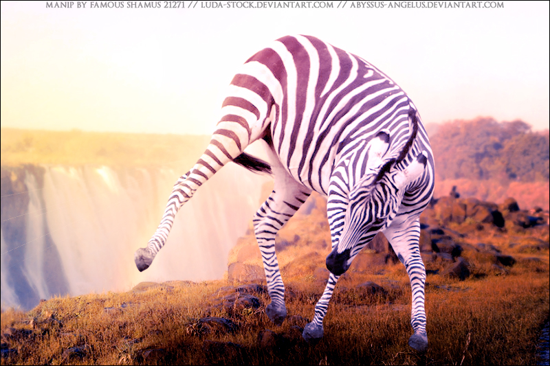 Zebra for Modnight 01