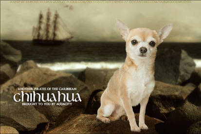 Audacity Chihuahua