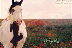 Amb Paint - Amapola by FamousShamus109