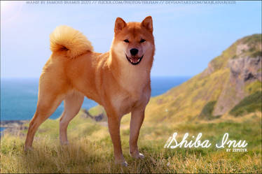 Zephyr Shiba Inu