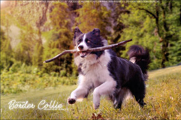 Audacity Border Collie