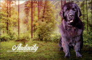 Audacity Newfie layout