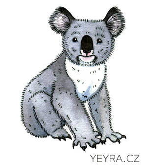 Koala