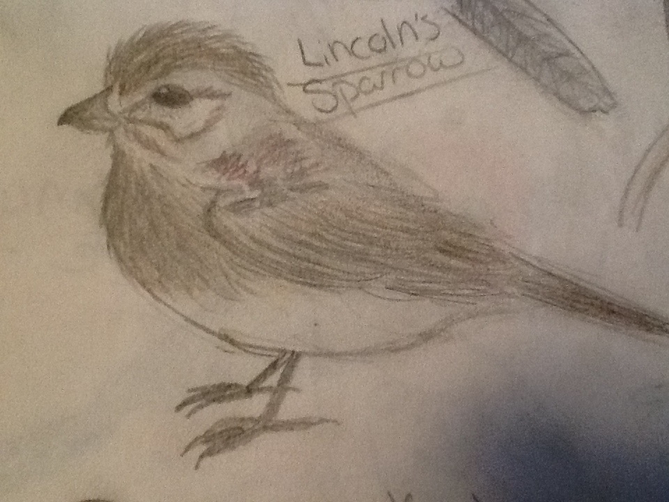 Lincoln's Sparrow