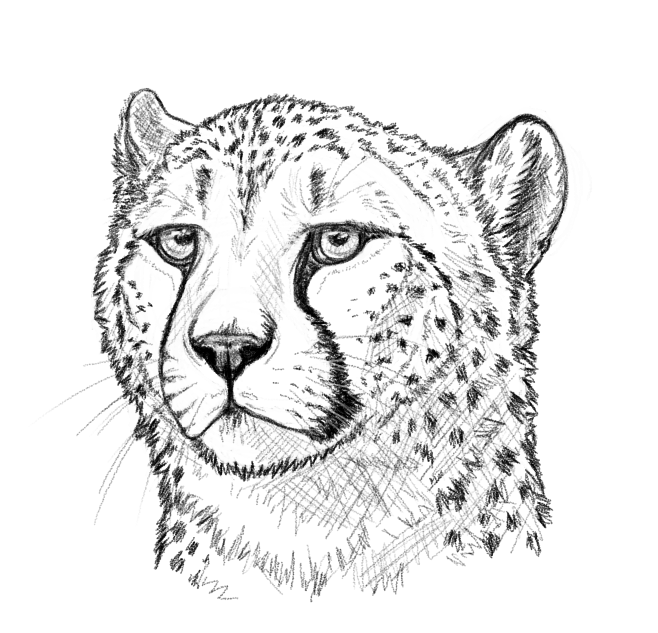 Cheetah