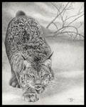 On Silent Feet - Canadian Lynx by HOULY1970