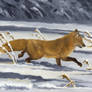 On The Run - Red Fox