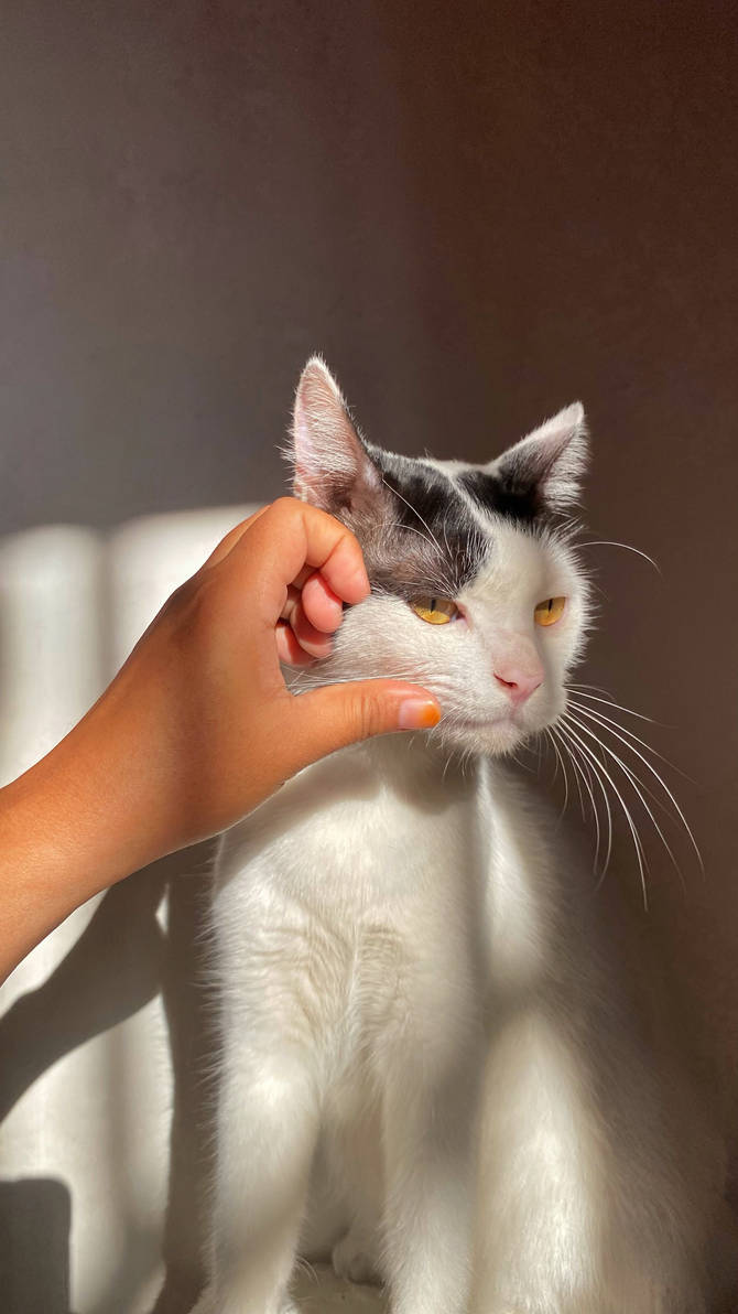 Assessment For Reading Instruction Assessment For Reading Instruction