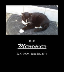 Dedicated to the memory of my cat Mirremurr