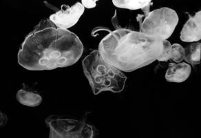 -Jellyfish-