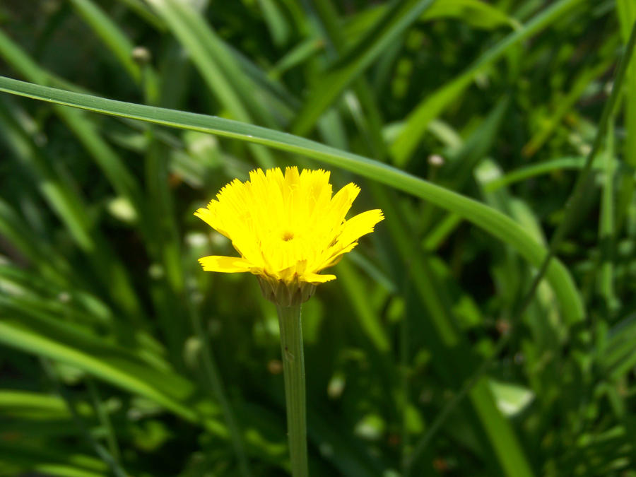 Tiny flower