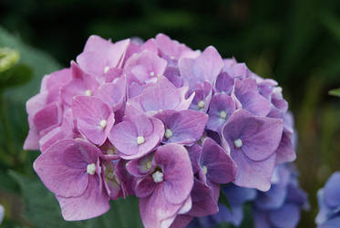 Hydrangea