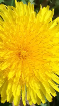 Dandelion