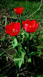 Three little tulips