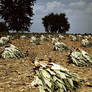 tobacco farm