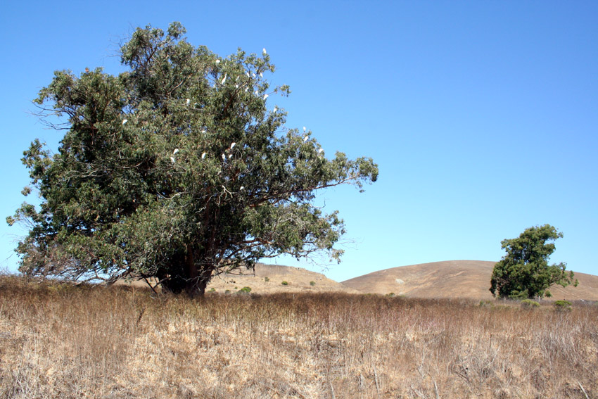 Bird Tree