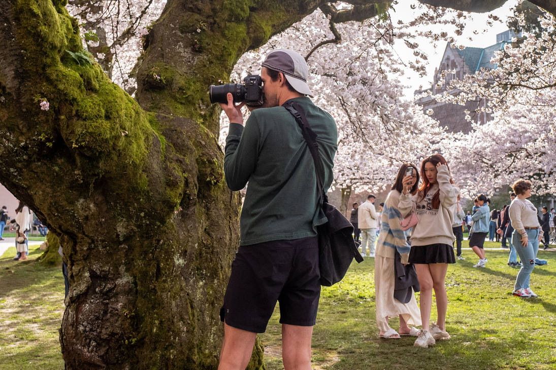 Cherry Blossom Shoot Out-3