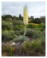 Yucca In Bloom