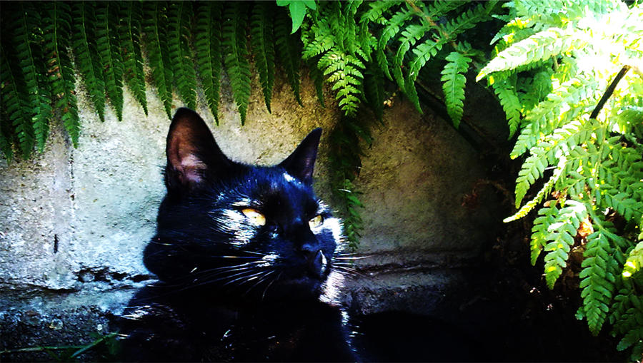 Suki in the fern.