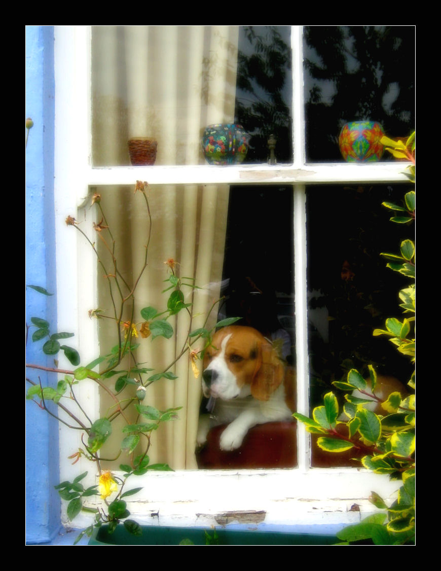 Doggy in the Window