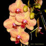 Orchid4